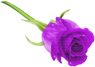 violett rose - 免费PNG