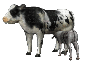 aze vache s34 noir black blanc White - Zdarma animovaný GIF
