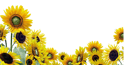 sunflowers bp - ücretsiz png