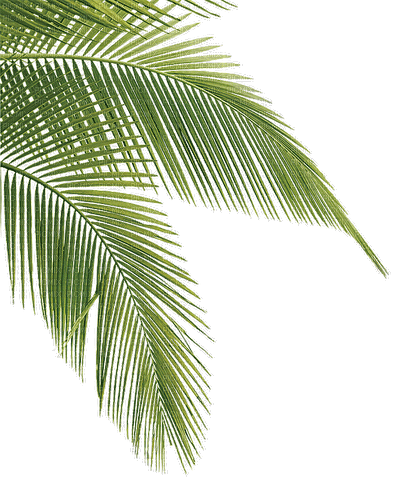 tropical milla1959 - Nemokamas animacinis gif