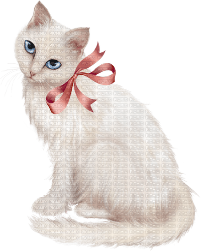 Chat.blanc.Cat.White.Victoriabea - ücretsiz png