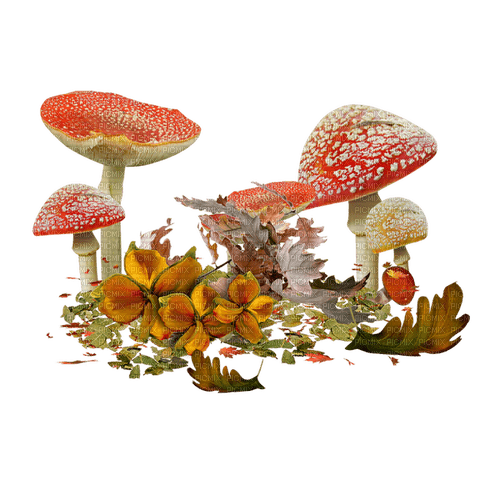 mushroom cluster - darmowe png