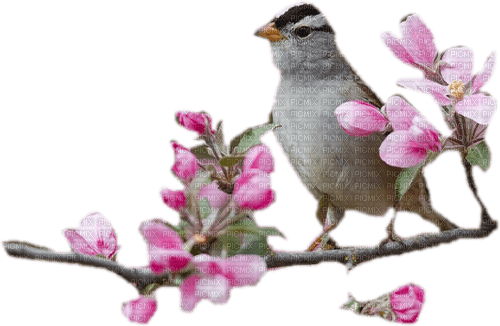 Spring Bird - ingyenes png