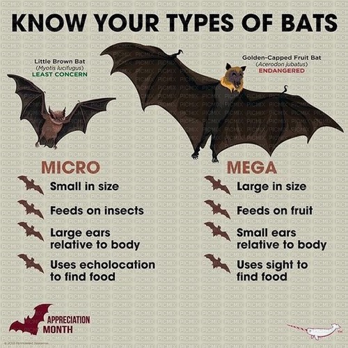 know your bats - png grátis