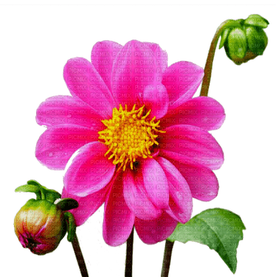flower pink by nataliplus - bezmaksas png