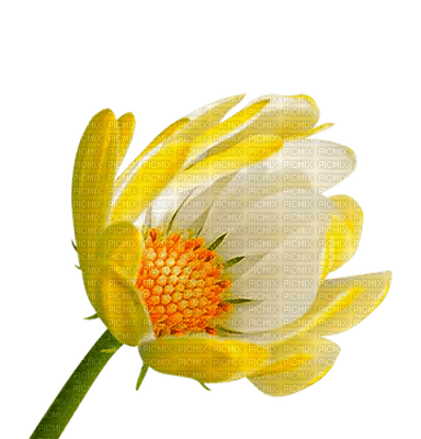 Tournesol94 fleur - ingyenes png