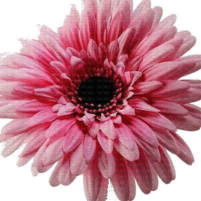 blomma--flower--pink--rosa - GIF animate gratis
