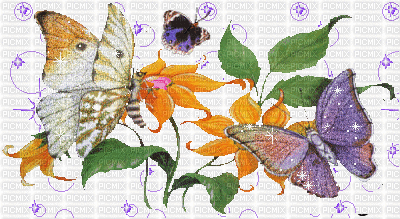 Papillons sur fleurs oranges - GIF เคลื่อนไหวฟรี