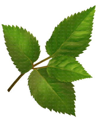 Kaz_Creations Deco Leaves Leafs  Colours - 無料png