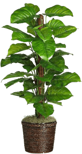 planta - PNG gratuit