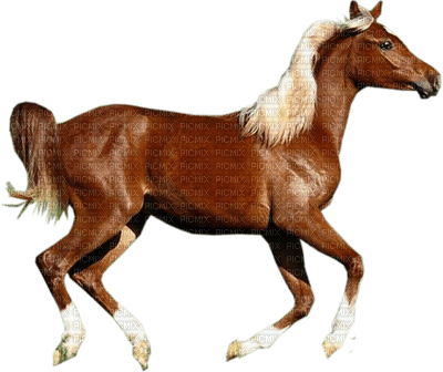 Kaz_Creations Animals Horses Horse - kostenlos png