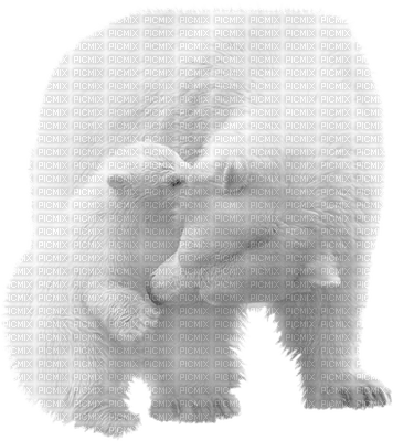ours blanc - ücretsiz png