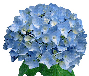 Цветок гортензии - bezmaksas png