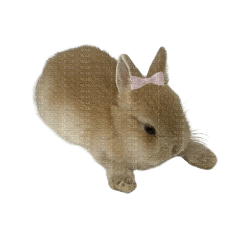 bow bunny - kostenlos png