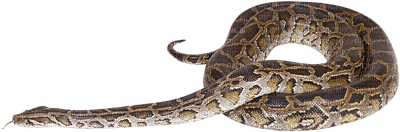 Kaz_Creations Snakes Snake - darmowe png