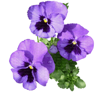 pansy flowers bp - zdarma png