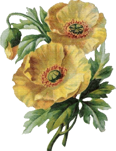 Blumen, gelb - Безплатен анимиран GIF