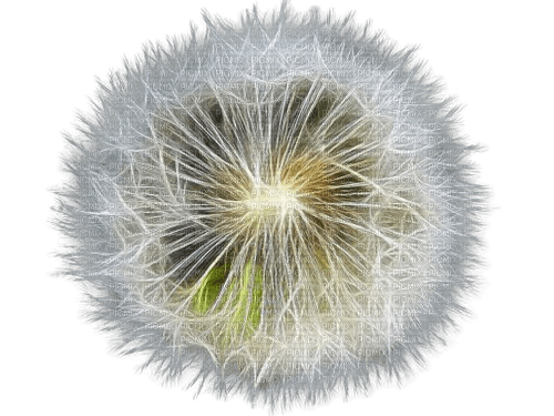 dandelion - png grátis