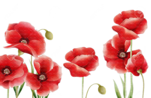 poppy flower coquelicot - png ฟรี
