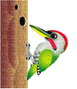 woodpecker - Gratis animerad GIF