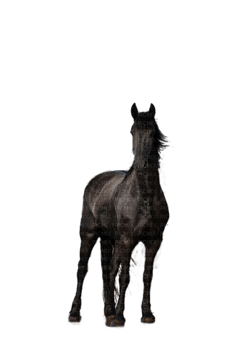 Pferd, Rappe, Horse, Black - 免费PNG