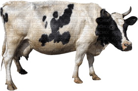 Kaz_Creations Cow - kostenlos png
