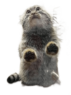 animalss cats nancysaey - ücretsiz png