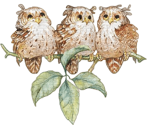 owls branch hiboux branche - png ฟรี