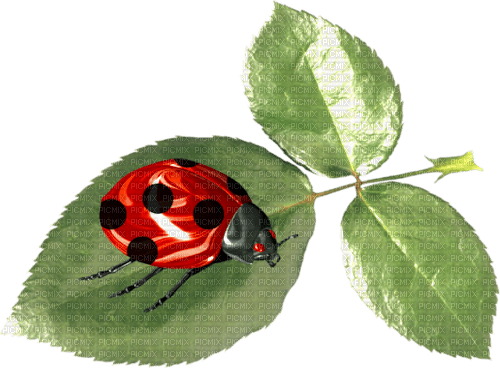 ladybug et leaves - ingyenes png
