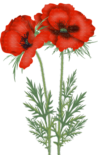 poppies - png grátis