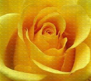 rose jaune - gratis png