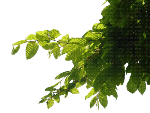 branch by nataliplus - png gratuito