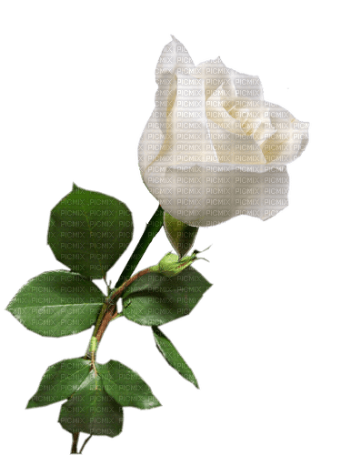 White Rose-RM - gratis png