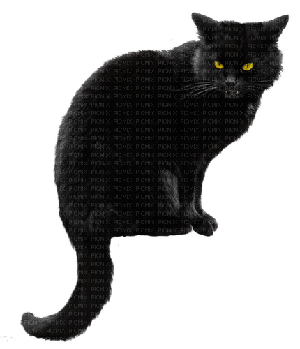 Black Cat-RM - PNG gratuit