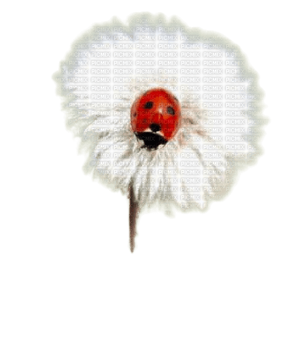 coccinelle §mc - Free PNG