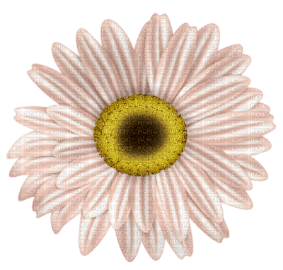 Tube Scrap-Décoration Fleur - png gratis
