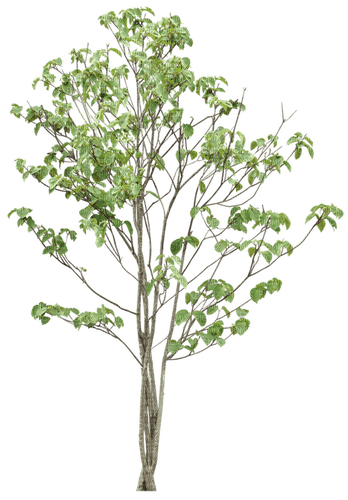 green tree sunshine3 - PNG gratuit