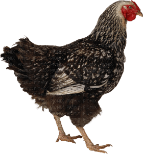 Kaz_Creations Chicken - png ฟรี