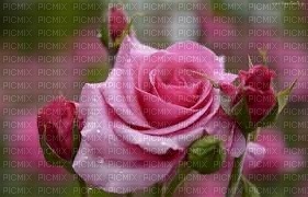 roses - gratis png