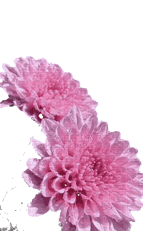 цветы - GIF animate gratis