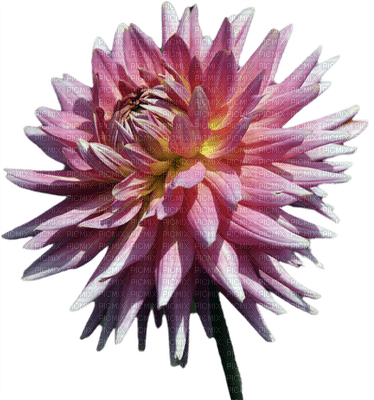 Kaz_Creations Deco Flowers Flower Pink - PNG gratuit