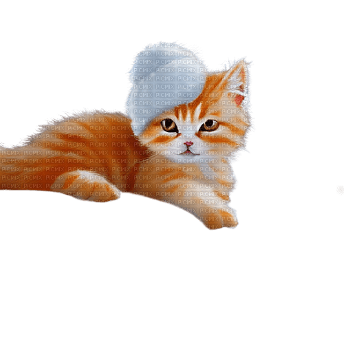 kikkapink kitten animal cute deco winter cat - ücretsiz png