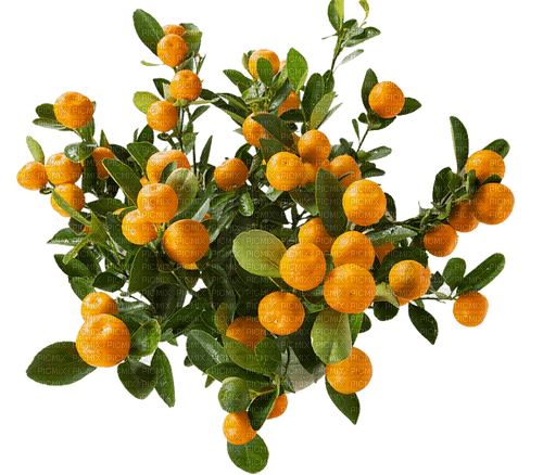 Arbre Fruitier......Mandarine - бесплатно png
