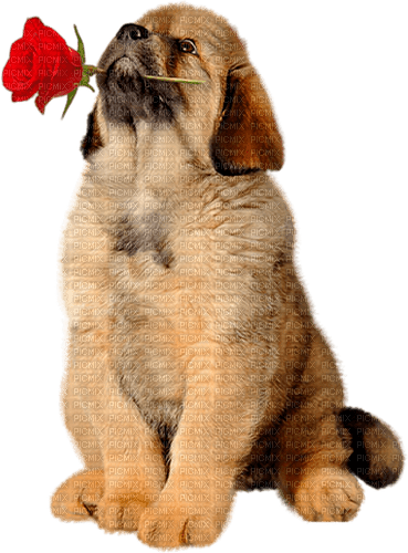 valentine dog  by nataliplus - ücretsiz png