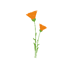 Fleurs.Flowers.Orange.gif.Victoriabea - GIF animado grátis