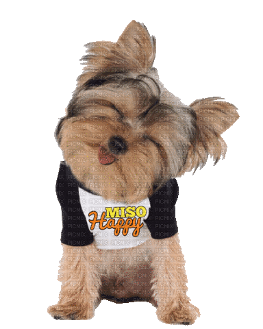 Dog Puppy Chien - GIF animasi gratis
