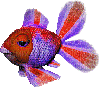 Collor fish-gif - 無料のアニメーション GIF