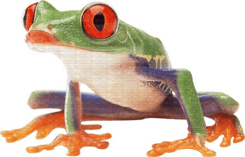 Kaz_Creations Frog - Free PNG