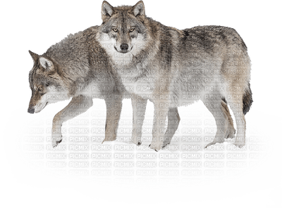 wolf bp - kostenlos png