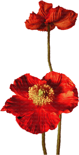coquelicot.Cheyenne63 - png ฟรี